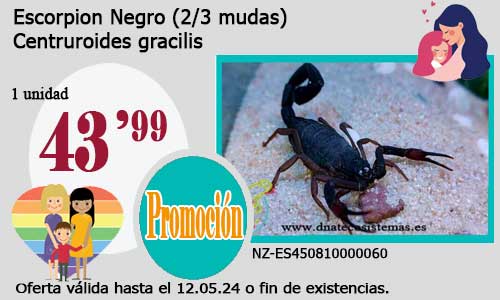 Escorpion Negro  (2/3 mudas).