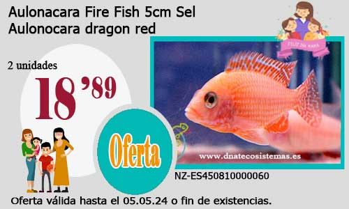 Aulonacara Fire Fish 5cm Sel.