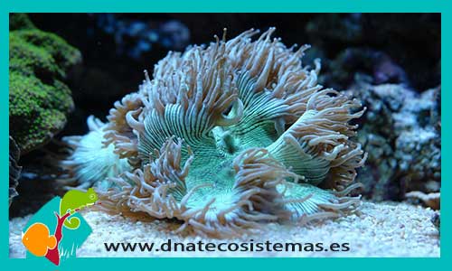 catalaphyllia-sp-coral-tienda-de-peces-online-peces-por-internet-acuario-luces-arena-roca-cueva-alga-placton-alimento-vivo-congelado-seco-luces-skimmer-bomba-filtro