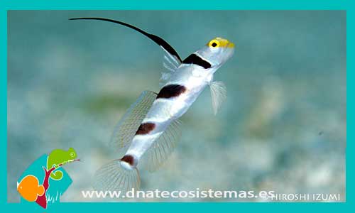 stonogobiops-nematodes-tienda-de-peces-online-peces-por-internet-mundo-marino-todo-marino