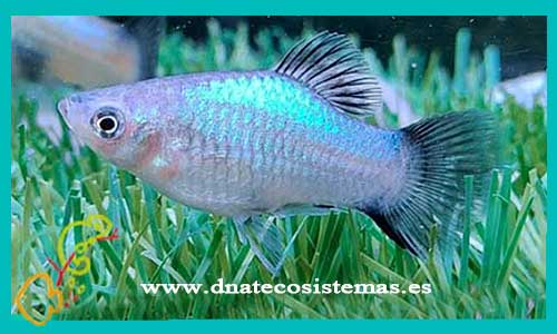 oferta-venta-platy-azul-wagtal-3.5-4cm-xiphophorus-maculatus-helleri-tienda-peces-tropicales-baratos-online-venta-platys-economicos-por-internet-tienda-mascotas-peces-rebajas-con-envio