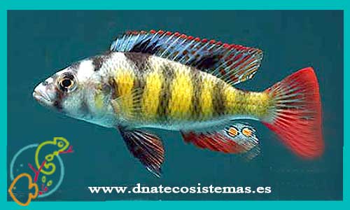 oferta-venta-haplochromis-obliquidens-5-6cm-ccee-haplochromis-ahli-nyererei-latifasciatus-livingstoni-tienda-peces-tropicales-online-venta-ciclidos-chromis-por-internet-tienda-mascotas-peces-rebajas-con-envio