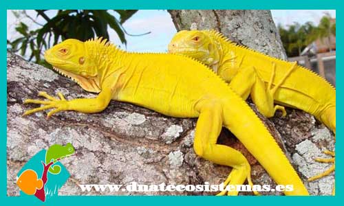 iguana-verde-amarilla-iguana-iguana-dnatecosistemas-ventaonline-venta-de-repitiles-internet-reptiles-baratos-iguanas-lagartos-tienda-reptiles
