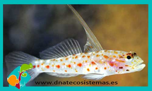 ctenogobiops-tangaroai-tienda-de-peces-online-peces-por-internet-mundo-marino-todo-marino