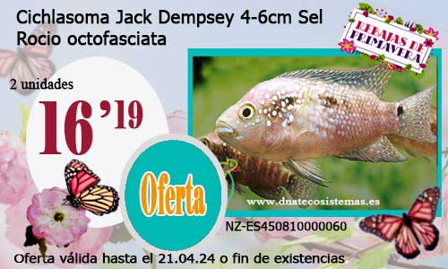 Cichlasoma Jack Dempsey 4-6cm Sel.