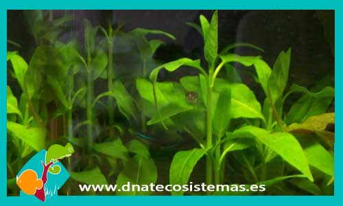 gymnocoronis-spilanthoides-plantas-para-acuarios-de-agua-dulce