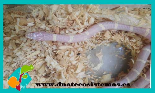 serpiente-falsa-coral-albina-lampropeltis-getula-tienda-y-venta-de-reptiles-online-dnatecosistemas