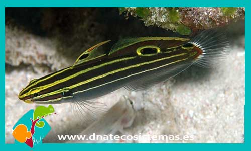 amblygobius-hectori-tienda-de-peces-online-peces-por-internet-mundo-marino-todo-marino