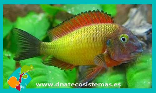 tropheus-moorii-golden-kazumba-venta-de-peixe-online