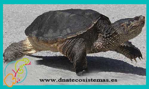 oferta-tortuga-mordedora-chelydra-serpentina-tienda-de-reptiles-online-venta-tortuga-por-internet-tiendamascotasonline-barato-economico