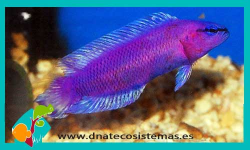 pseudochromis-fridmani-tienda-de-peces-online-peces-por-internet-mundo-marino-todo-marino