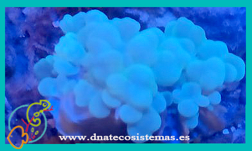 euphyllia-spp-4-coral-polipo-largo-tienda-de-peces-online-coral-duro-peces-por-internet-mundo-marino-coral-duro-accesorios-skimmer-bomba-iman-sal-nitrato-fluorescente