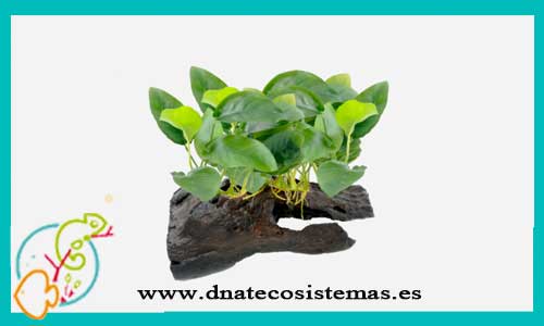 oferta-venta-anubia-nana-bonsai-dnatecosistemas-tienda-de-plantas-naturales-para-acuario-baratas-online-venta-anubias-economicas-por-internet-tienda-de-rebajas-en-plantas-online