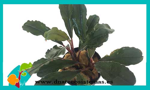 bucephalandra-io-green-bucephalandra-plantas-para-acuarios-de-agua-dulce