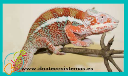 camaleon-pardalis-ambanja-red-macho-venta-tienda-de-reptiles-online