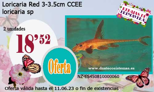 Loricaria Red 3-3.5cm CCEE.