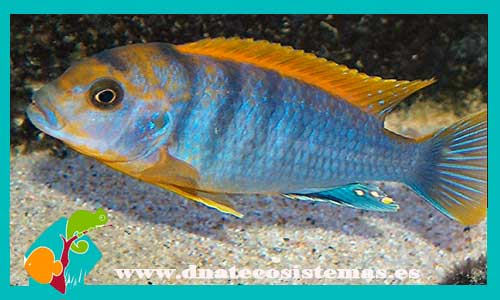oferta-labidochromis-hongi-kimpuma-3cm-tienda-de-peces-online-peces-por-internet-peces-venta-de-peces-africanos