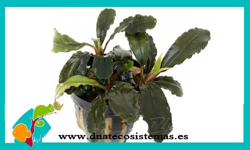bucephalandra-montleyana-red-mini-bucephalandra-plantas-para-acuarios-de-agua-dulce