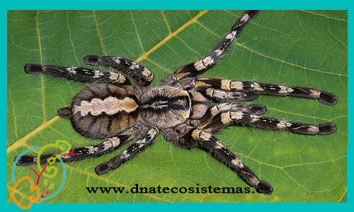 oferta-tarantula-de-arbol-india-poecilotheria-regalis-ceratogyrus-marshalli-aphonopelma-seemani-tienda-de-tarantulas-online-tienda-de-grillos-venta-de-alimento-vivo-spider-tarantule