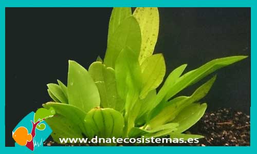 echinodorus-granat-plantas-para-acuarios-de-agua-dulce