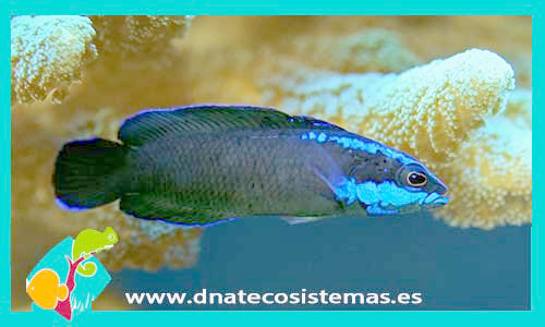 pseudochromis-springeri-tienda-de-peces-online-peces-por-internet-mundo-marino-todo-marino