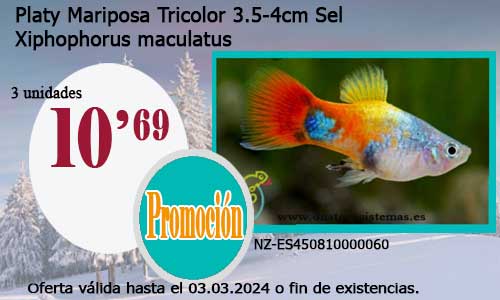Platy Mariposa Tricolor 3.5-4cm Sel.