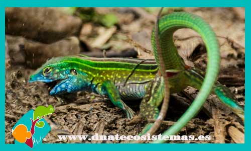 lagartija-corredora-verde-cnemidophorus-lemniscatus-dnatecosistemas-ventaonline-venta-de-repitiles-internet-reptiles-baratos-terrarios