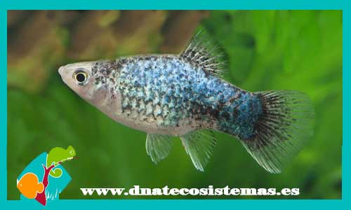 platy-calico-azul-3-3.5-xiphophorus-maculatus-xiphophorus-maculatus-platy-tigre-platy-tiger-tienda-de-viviparos-acuarios-a-medida-venta-online-de-peces-peces-baratos-platy-bee-platy-avispa
