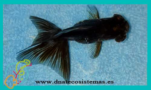 oferta-telescopico-mariposa-negro-4-5cm-tienda-online-peces-venta-de-peces-compra-de-peces-online-peces-baratos