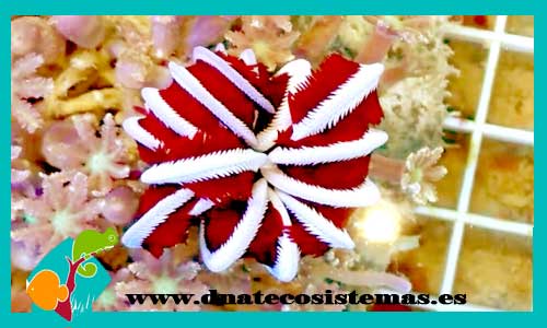 red-starfish-lirio-de-mar-crinoideo-himerometra-robustipinna-palmata