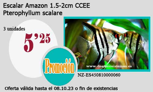 Escalar Amazon 1.5-2cm CCEE.