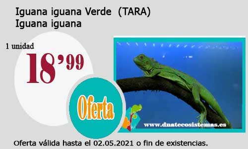 .Iguana iguana Verde TARA