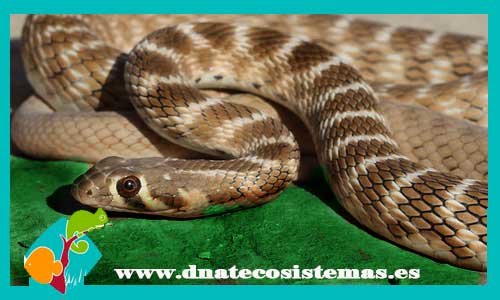 serpiente-rogersi-coluber-rogersi-tienda-de-reptiles-serpiente-online-venta-de-culebras-online-dnatecosistemas