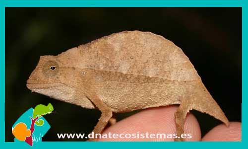 camaleon-enano-de-kenya-rampholeon-brevicaudatus-venta-tienda-de-reptiles-online