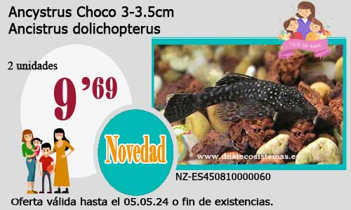 Ancystrus Choco   3-3.5cm.