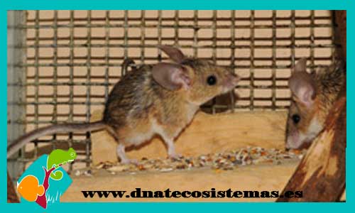 calomyscus-bailwardi-hamster-comun-europeo-cricetus-cricetus