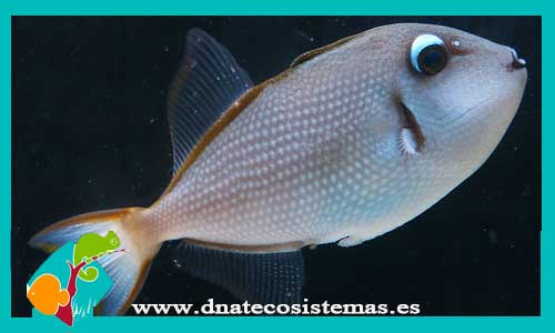 xanthichthys-auromarginatus-tienda-de-peces-online-peces-por-internet-hembra