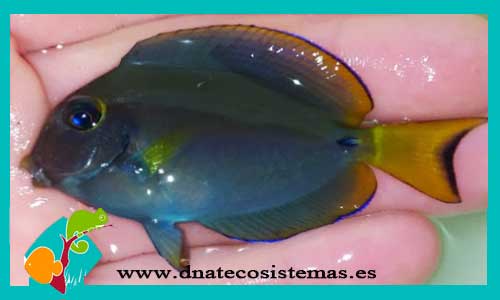 acanthurus-dussumieri-peces-cirujanos-de-agua-salada-tienda-de-peces-online
