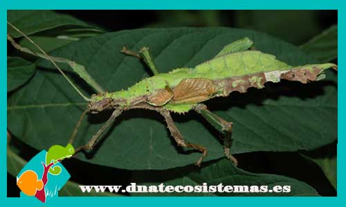 insecto-hoja-de-la-selva-heteropteryx-dilatata-venta-de-insectos-online