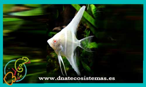 oferta-venta-escalar-rio-japura-albino-3-4cm-ccee-pterophyllum-scalare-tienda-peces-escalares-baratos-online-venta-peces-tropicales-economicos-por-internet-tienda-mascotas-dnatecosistemas-rebajas-online