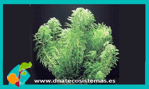 limnophila-senssiliflora-plantas-para-acuarios-de-agua-dulce