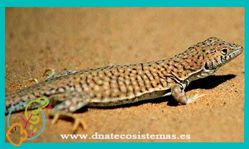 oferta-venta-lagartija-dedos-de-fleco-acanthodactylus-pardalis-venta-online-de-repitiles-internet-reptiles-baratos