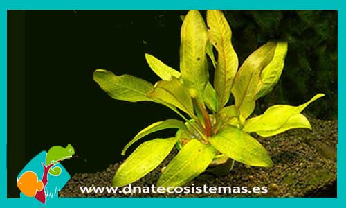 echinodorus-ipica-planta-para-acuarios-de-agua-dulce