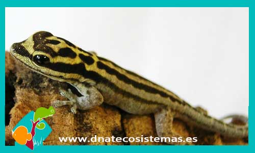 gecko-diurno-rayado-de-tanzania-lygodactylus-kimhowelli-tienda-de-reptiles-online-venta-de-gecko
