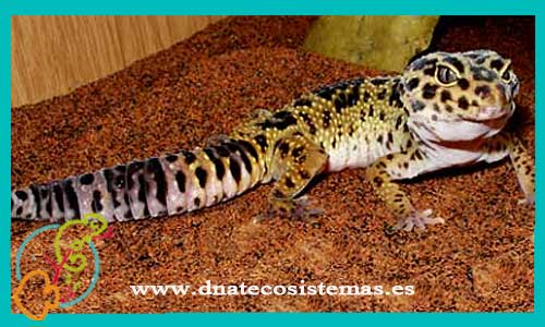 oferta-venta-gecko-leopardo-baby-eublepharis-macularius-tienda-de-reptiles-baratos-online-venta-de-geckos-economicos-por-internet-tienda-mascotas-rebajas-online