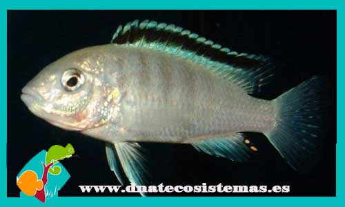 labidochromis-sp-nkali-3-4cm-tienda-de-peces-online-peces-por-internet-peces-venta-de-peces-africanos