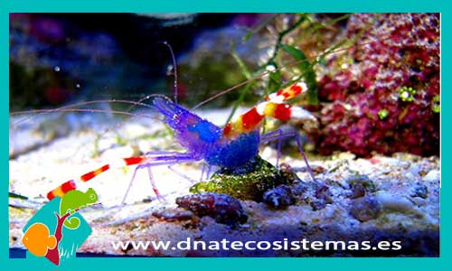 stenopus-tenuirostris-tienda-de-peces-online-peces-por-internet-mundo-marino-todo-marino
