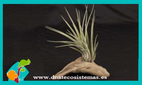 tillandsia-fasciculata-x-ionantha-diametro-5cm-altura-18cm-tienda-online-de-productos-para-terrarios