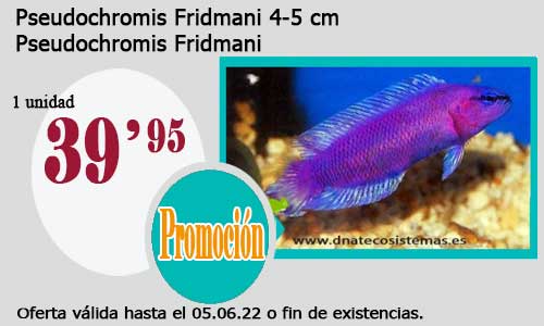 .Pseudochromis Fridmani 4-5 cm