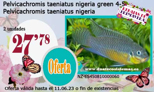 Pelvicachromis taeniatus nigeria green 4-5 cm.